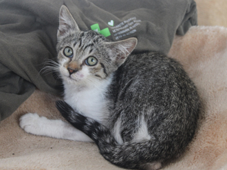 Katze