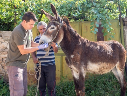 Donkey Care in the Region