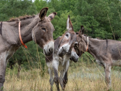 Our Donkeys